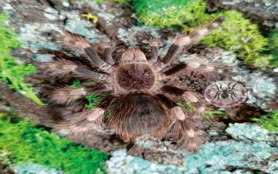 Nhandu coloratovillosus female tarantula